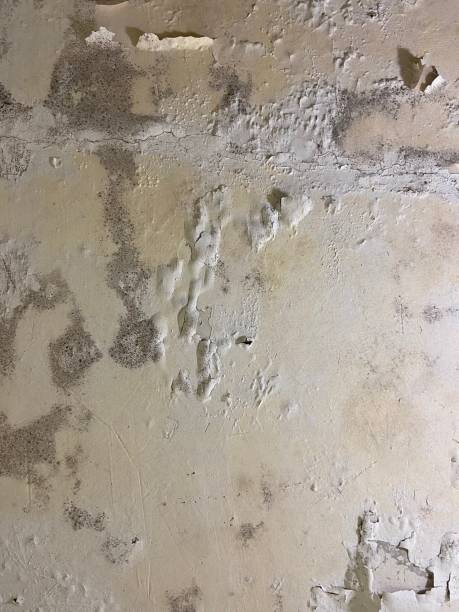 Best Mold Cleaning Services  in Bloomfield, MO